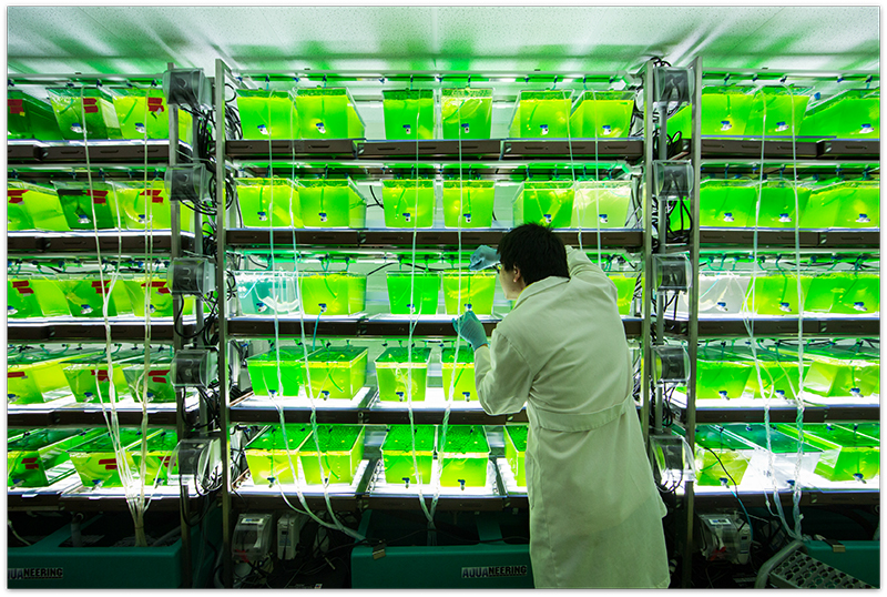 scientist in lab coat looking at vats of bright green liquid